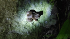 Limnonectes kuhlii