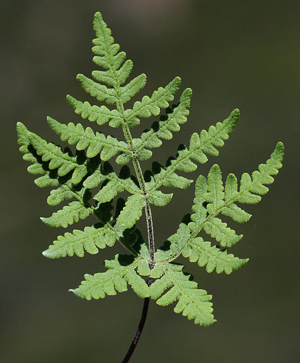 Pentagramma