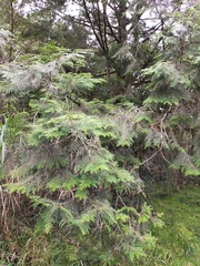 Chamaecyparis formosensis