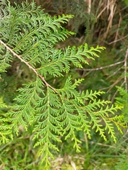 Chamaecyparis formosensis