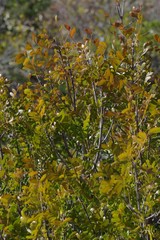 Ptaeroxylon obliquum