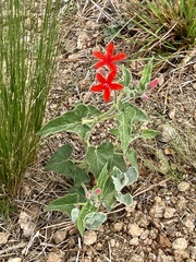 Oxypetalum coccineum