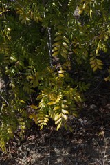 Ptaeroxylon obliquum