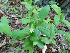 Uvularia perfoliata