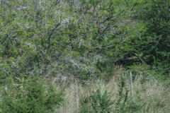 Vachellia karroo