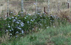 Plumbago auriculata