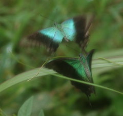 Papilio peranthus