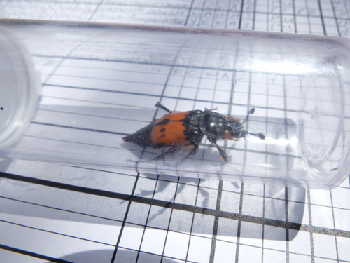 iNaturalist observation photo of Boreal Burying Beetle