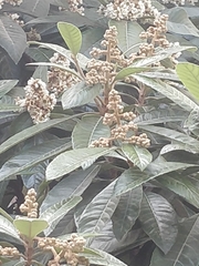 Eriobotrya japonica