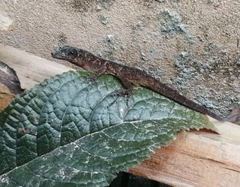 Anolis aeneus
