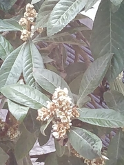 Eriobotrya japonica