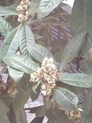 Eriobotrya japonica