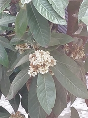 Eriobotrya japonica