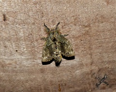 Euglyphis submarginalis