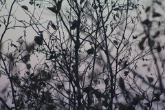 Spizelloides arborea