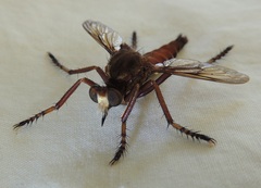 Diogmites basalis