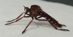 Diogmites basalis