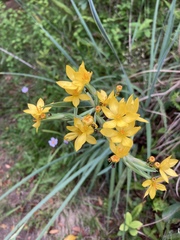 Sisyrinchium palmifolium