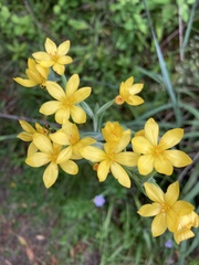 Sisyrinchium palmifolium