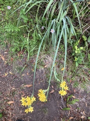 Sisyrinchium palmifolium