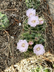 Gymnocalycium monvillei