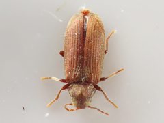 Anobium punctatum