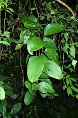 Smilax bracteata