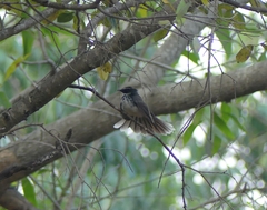 Rhipidura albogularis