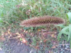 Setaria viridis pycnocoma