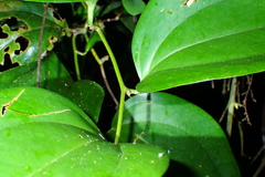Smilax bracteata