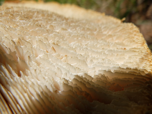 iNaturalist observation photo of Giant Sawgill
