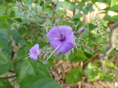 Barleria buxifolia