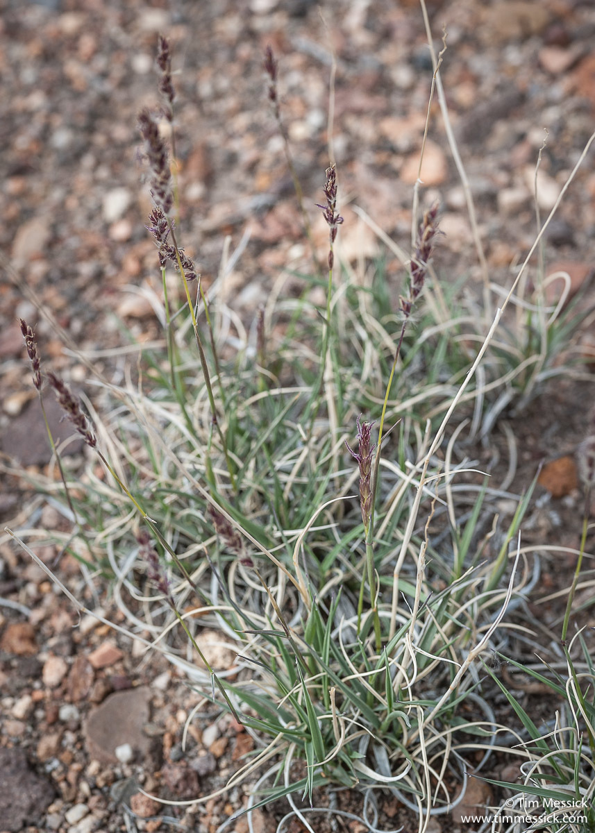 Hilaria jamesii