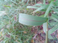 Setaria viridis pycnocoma