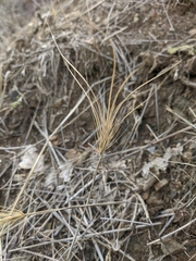Taeniatherum