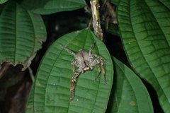 Heteropoda pingtungensis