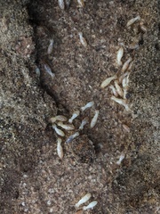 Reticulitermes lucifugus