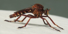 Diogmites basalis