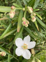 Magnoliopsida
