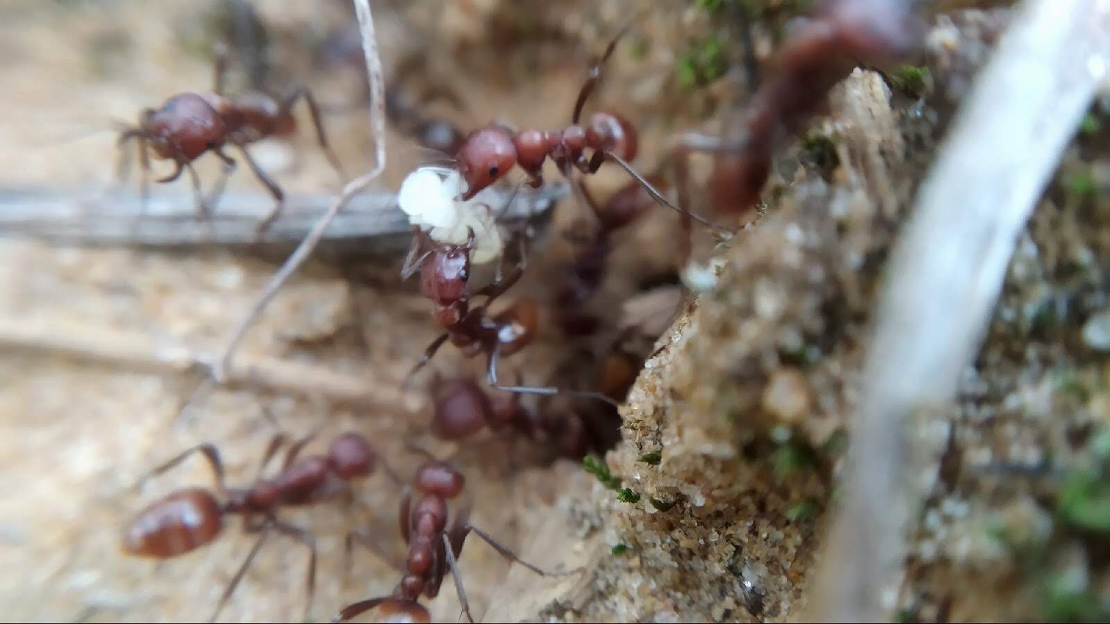 Polyergus rufescens