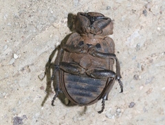 Omorgus punctatus