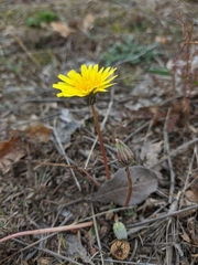 Taraxacum hybernum