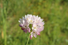 Allium roseum