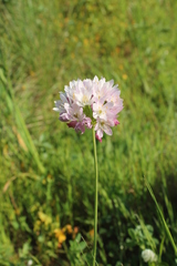 Allium roseum