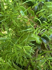 Asparagus angusticladus