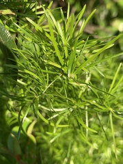 Asparagus angusticladus