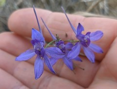Delphinium consolida paniculatum