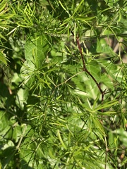 Asparagus angusticladus