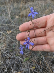 Delphinium consolida paniculatum