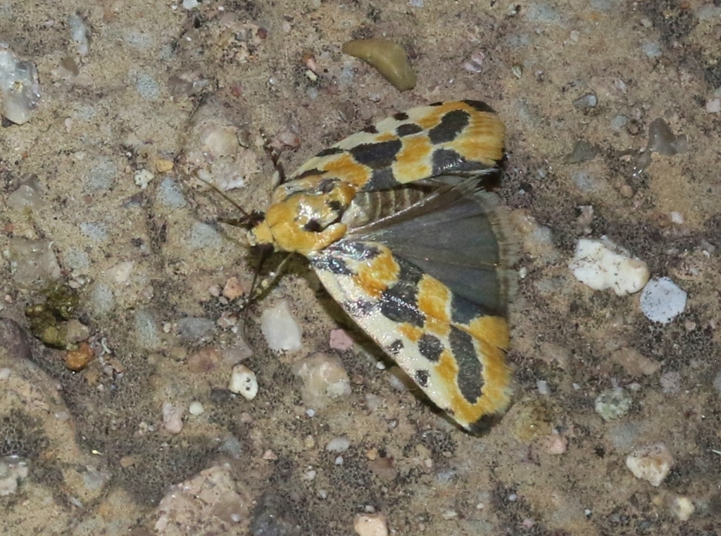 Spragueia cleta